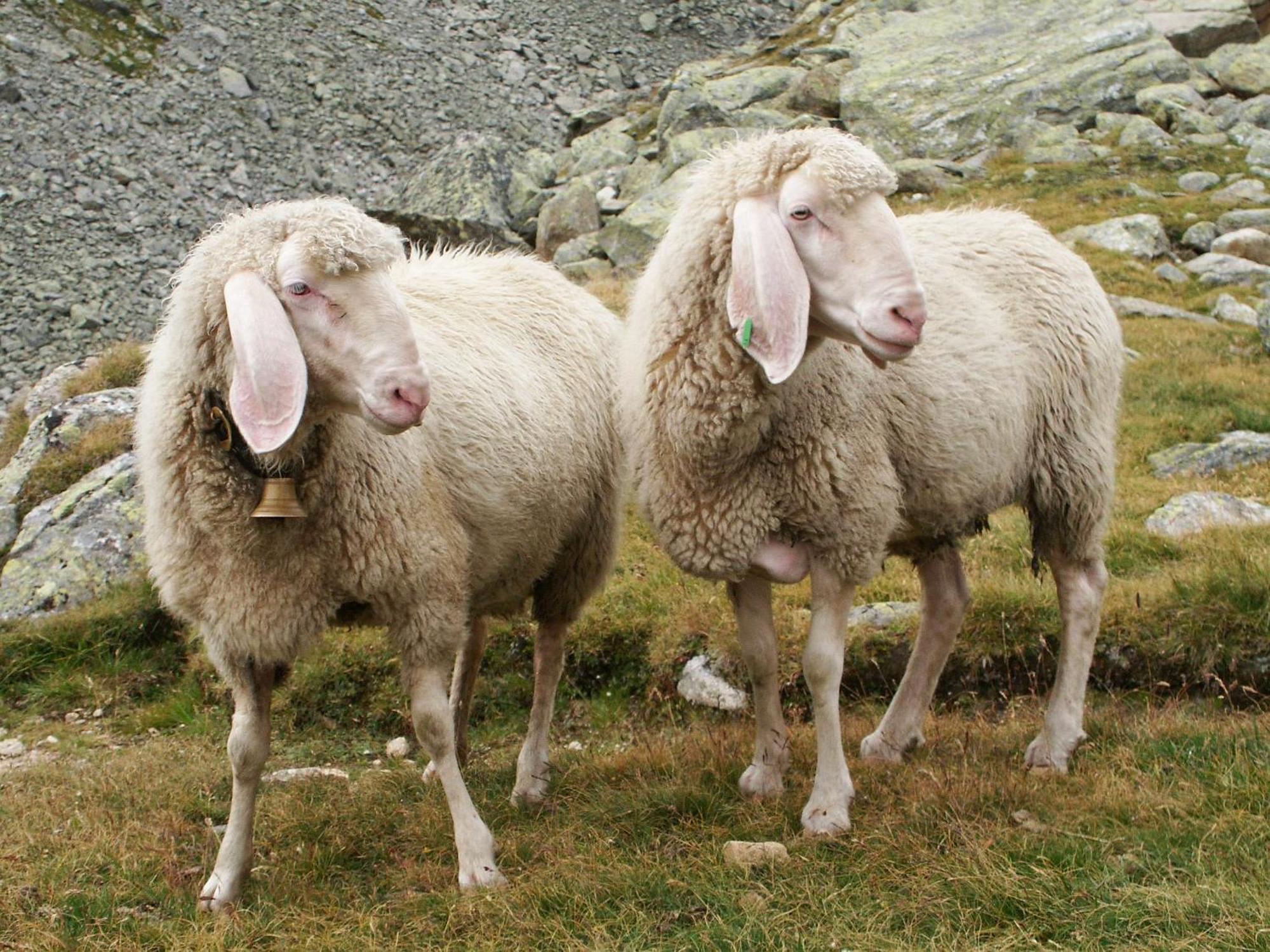 Fleckhof Ξενοδοχείο Neustift im Stubaital Εξωτερικό φωτογραφία